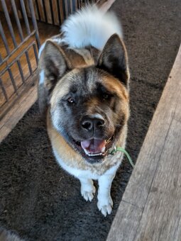 Akita Amerykańska FCI