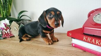 SUCZKA Jamnik krótkowłosy Czarna podpalana Andromeda Kraków