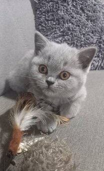 Slodkie kociaki Brytyjskie