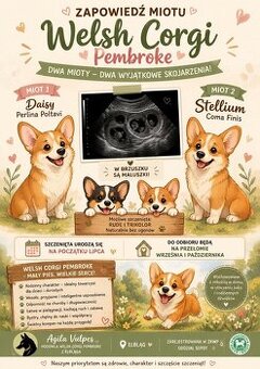 Zapowiedź miotu Welsh Corgi Pembroke
