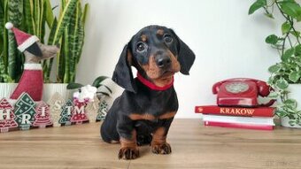 SAMIEC Jamnik krótkowłosy Czarny podpalany Aries Kraków