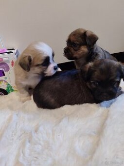 Śliczne suczki i pieski