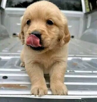 Szczenięta rasy Golden Retriever na sprzedaż.