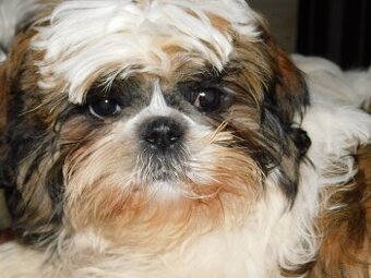 Cudna sunia Bibi shih tzu