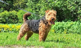 Suka welsh Terrier ZKWP FCI terier