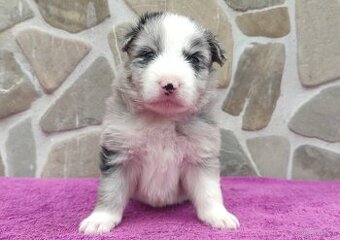 Samiec BORDER COLLIE z Hodowli - Rasowy z pełną dok.