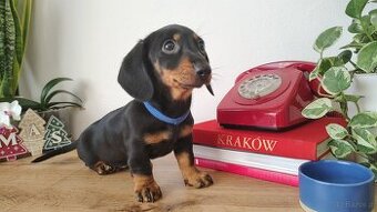 SUCZKA Jamnik krótkowłosy Czarna podpalana Astra Kraków