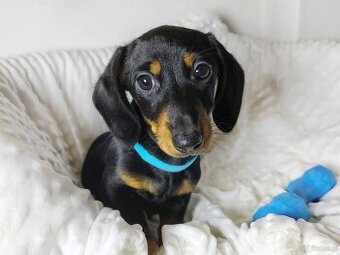 SUCZKA Jamnik krótkowłosy Czarna podpalana Astra Kraków