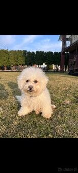 Śliczne pieski Bichone Frise