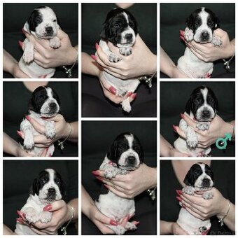 English pointer/ wyzla