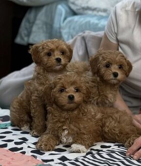 Szczenięta rasy maltipoo szukają domu