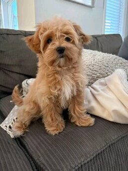 Szczenięta rasy Maltipoo na sprzedaż.
