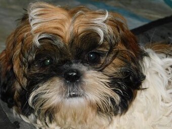 Piękny piesek Niko shih tzu