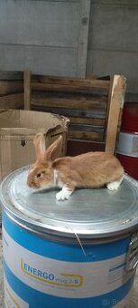 Sprzedam króliki 3 miesięczne
