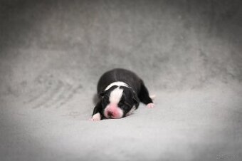 Border collie