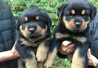 Szczenięta rottweilera szukają domu