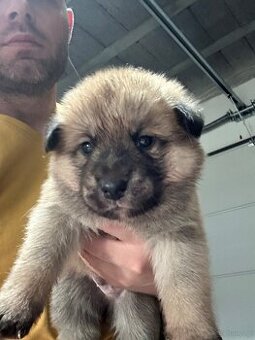 Oddam w dobre ręce cztery urocze szczeniaki akita inu