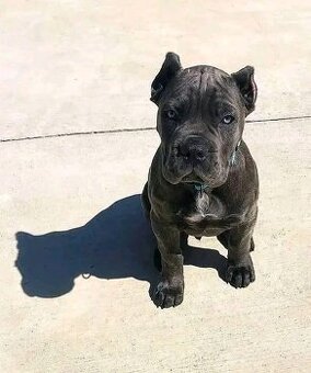 Szczenięta rasy Cane Corso na sprzedaż.