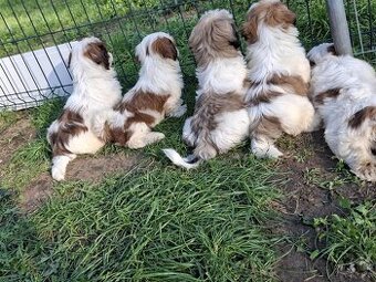 Szczeniaki shih-tzu