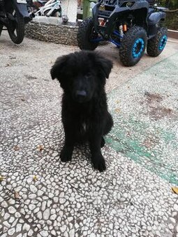 Szczeniak owczarka niemieckiego