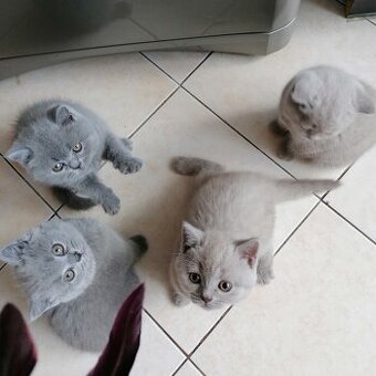 Kotki brytyjskie krótkowłose