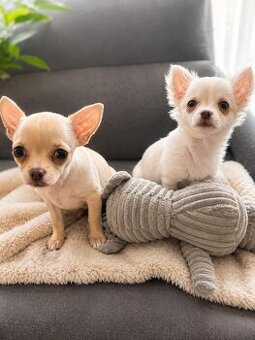 Śliczna dziewczynka długowłosa Chihuahua
