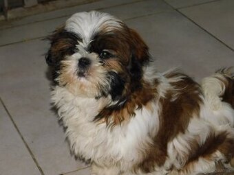 Piękna sunia shih tzu Diana