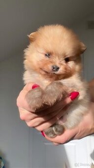 Pomeranian/ Szpic miniaturowy