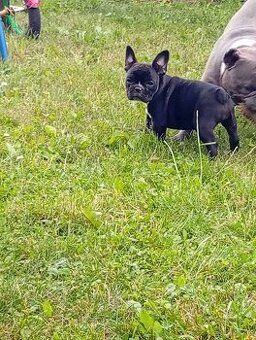 Buldog francuski