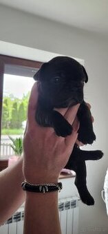 Buldog francuski