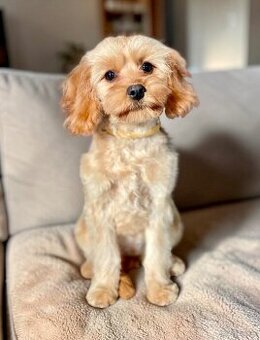 Cavapoo sunia