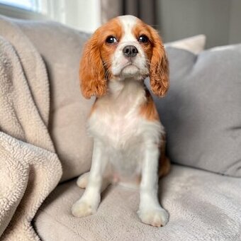 Cavalier King charles spaniel- samiec