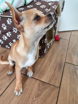 Chihuahua 3 miesięczna cziuaua