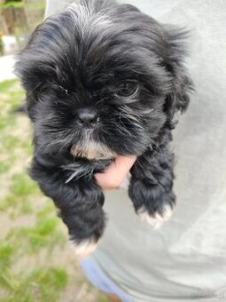 Suczka Shih-tzu