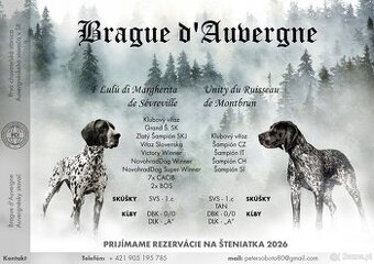 Wyżeł, Wyżeł Owernii, Braque d'Auvergne - 1
