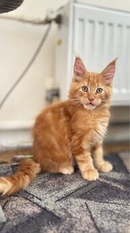 Kocięta Maine Coon FPL
