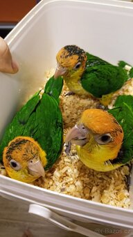 barwinka białobrzucha