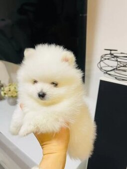 Szpic miniaturowy - pomeranian