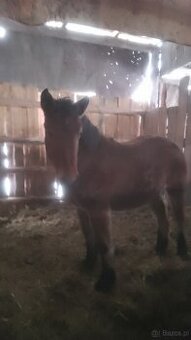 Sprzedam zrebice zimnokwista