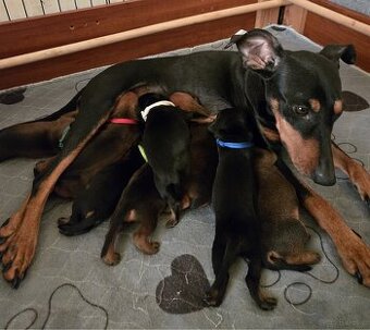 Pinczer średni - szczenięta rodowodowe ZKwP/ FCI