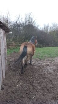 Sprzedam dwie klacze zimnokwiste zrebne