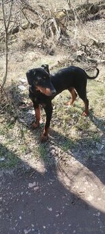 Doberman 6 Miesiecy