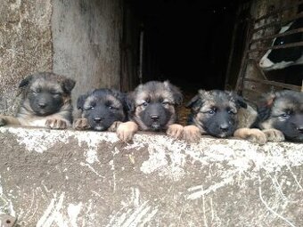 Owczarki niemieckie długowłose