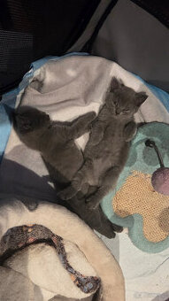 Kocięta kartuskie (Chartreux) z rodowodem FIFe na sprzedaż