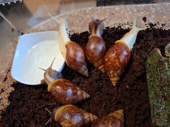 Sprzedam Ślimaki afrykańskie Lissachatina (Achatina)fulicia