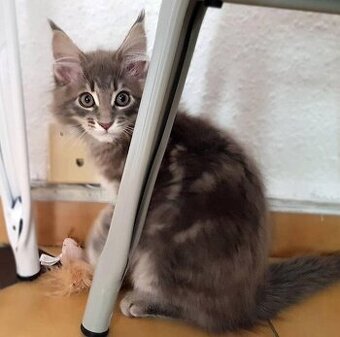 Uroczy kociak rasy Maine Coon