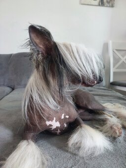 Chiński Grzywacz ZKwP/FCI Reproduktor