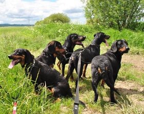 Reproduktory rasy GOŃCZY POLSKI użytkowe zapraszają suczki