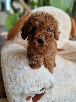 Pudel toy chlopczyk  badania genetyczne