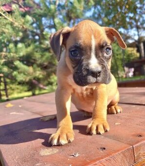 Śliczna sunia rasy Bokser